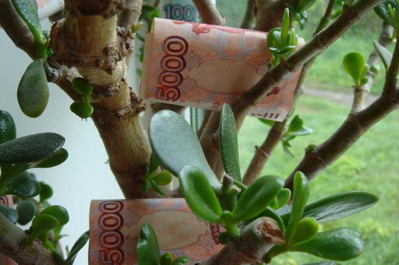 Денежное дерево (толстянка): виды, уход (40+ фото) +отзывы
