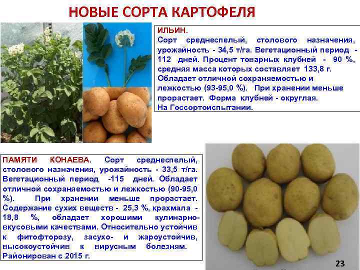Картофель красавчик: описание сорта, фото, отзывы