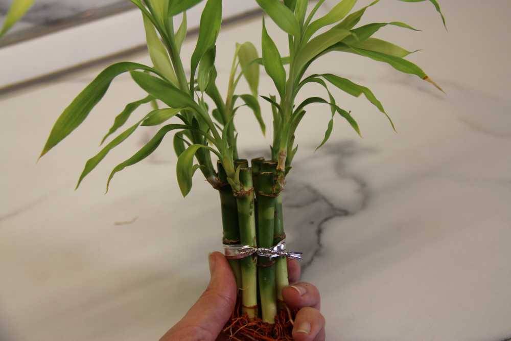 Как размножить бамбук: способы размножения, нюансы посадки, выращивание и рекомендации по уходу