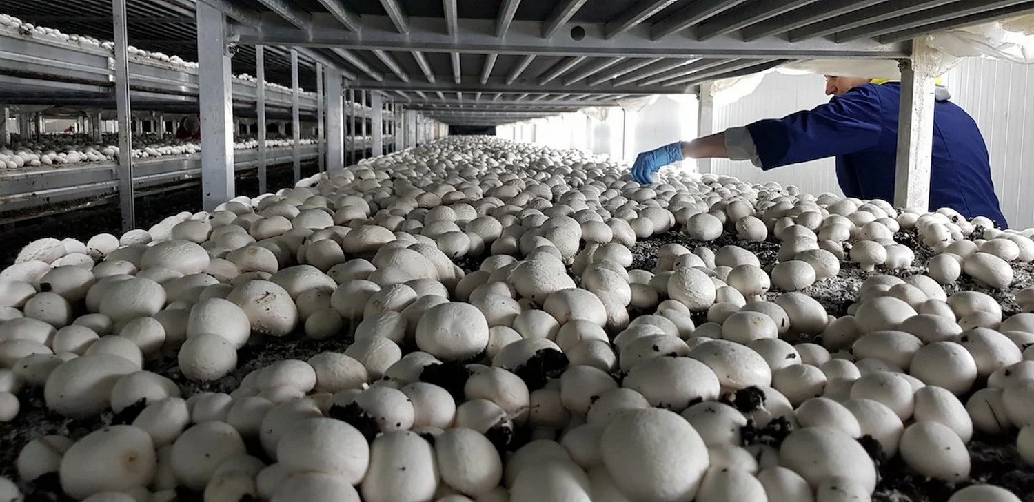 Выращивание грибов как бизнес – помещение, оборудование, сбыт, бизнес-план