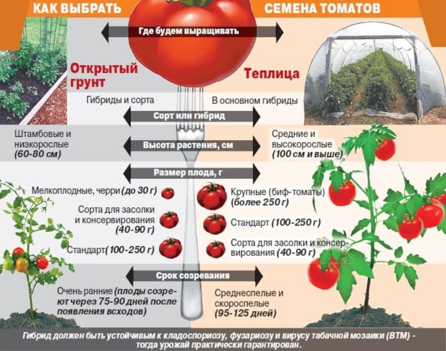 Как ухаживать за помидорами в теплице: 6 важных моментов