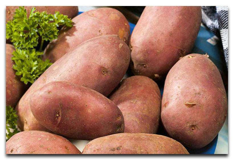 Картофель любава: описание, характеристика сорта и его вкусовые качества, выращивание и уход, фото, видео