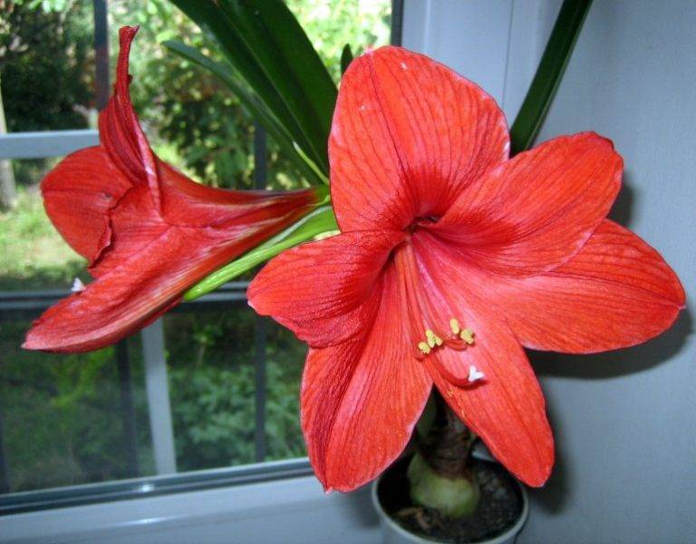 Амариллис — уход за цветком в домашних условиях, посадка и выращивание