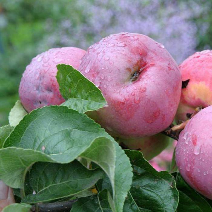 Яблони для подмосковья: лучшие сорта с описанием