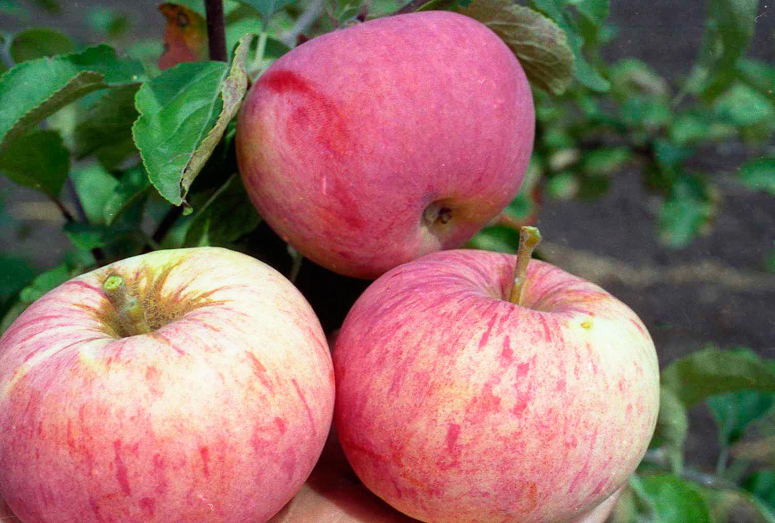 Лучшие сорта яблони для подмосковья: описание топ 22 видов, чтобы посадить на даче