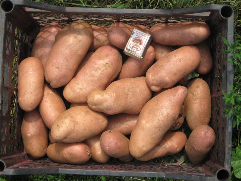 Картофель лапоть — разбираемся вместе