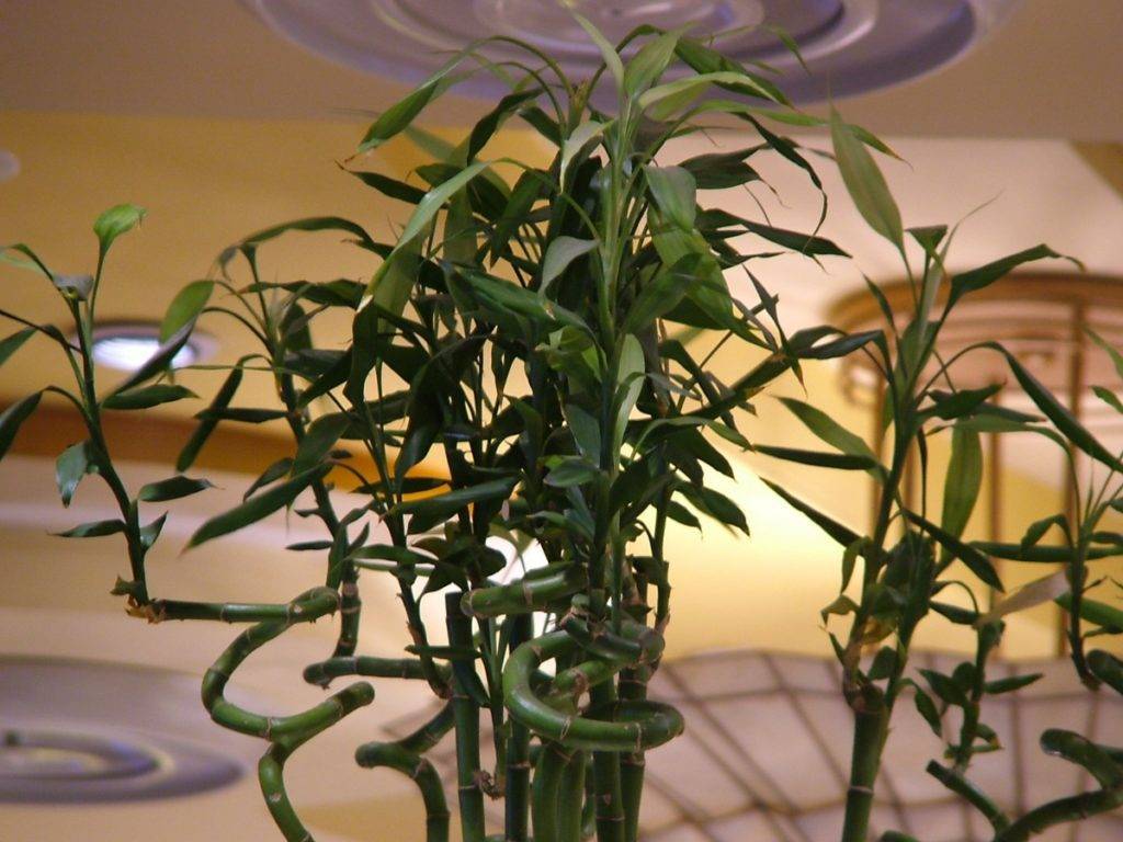 ✅ домашнее растение похожее на бамбук - питомник46.рф