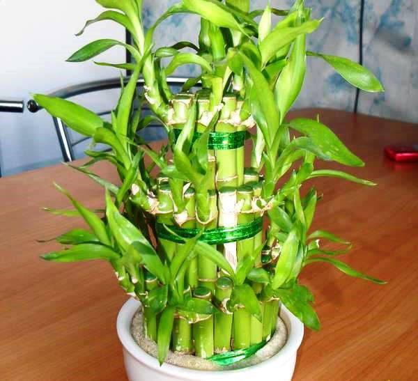 Как правильно выращивать комнатный бамбук из отростка - цветочки - медиаплатформа миртесен