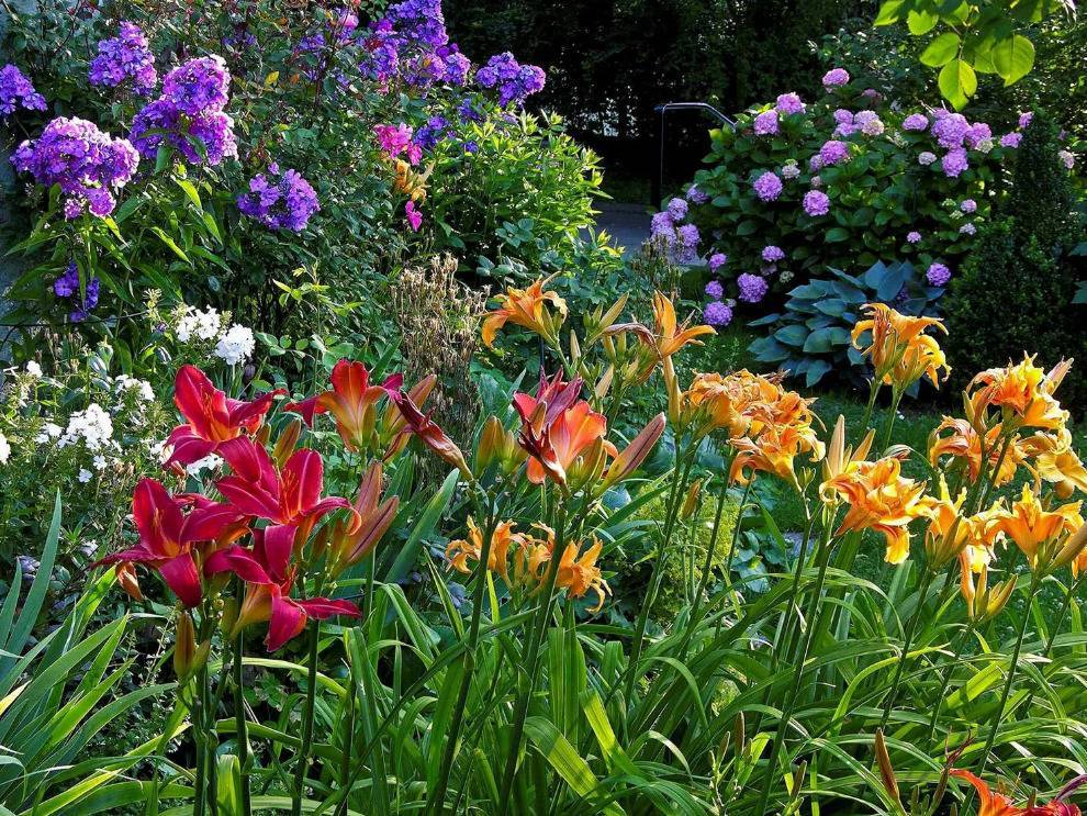 С какими цветами сочетаются лилейники в дизайне сада, фото