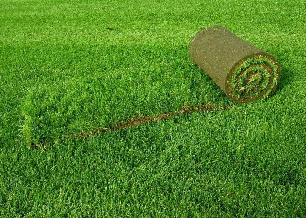 Газонная трава, которая уничтожает сорняки и ее агротехника