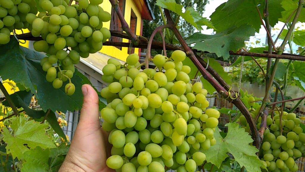 Выращивание винограда в подмосковье: специфика, выбор сортов, технология – сайт о винограде и вине