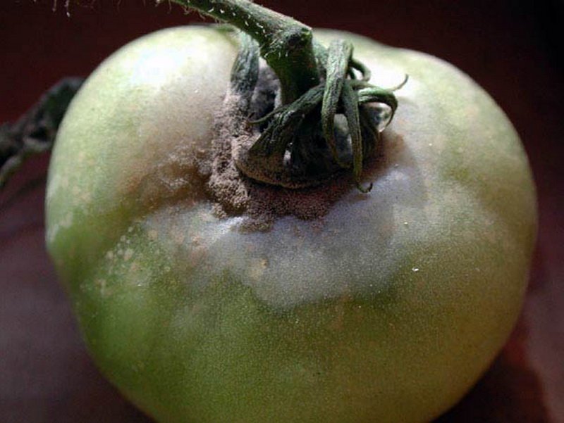 Вершинная гниль на помидорах: что это такое и как с ней бороться, меры профилактики, фото, отзывы