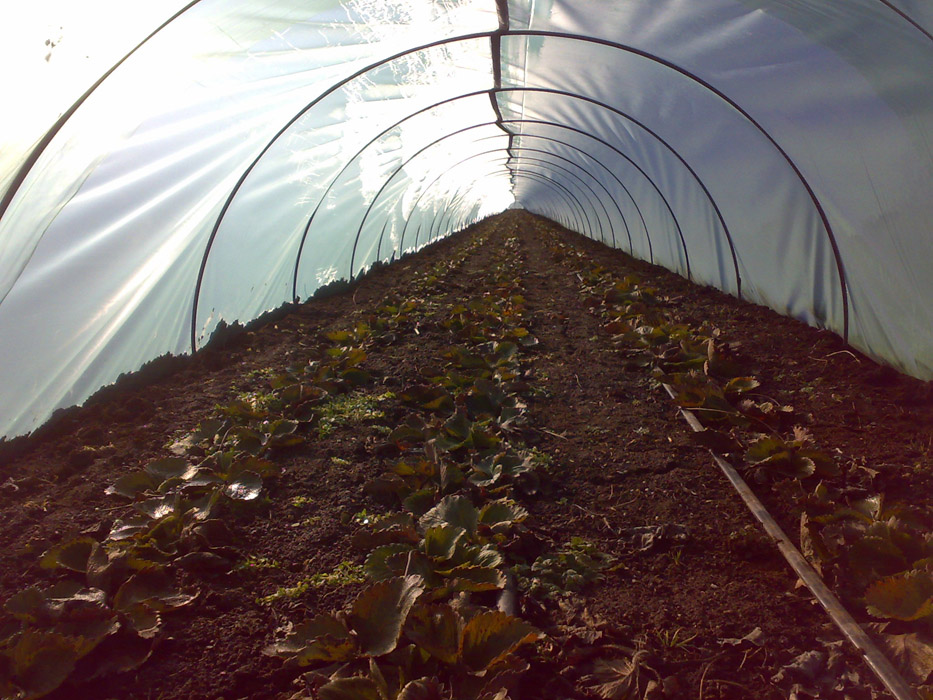 Выращивание клубники в теплице: технология посадки и ухода, болезни, сбор ягод