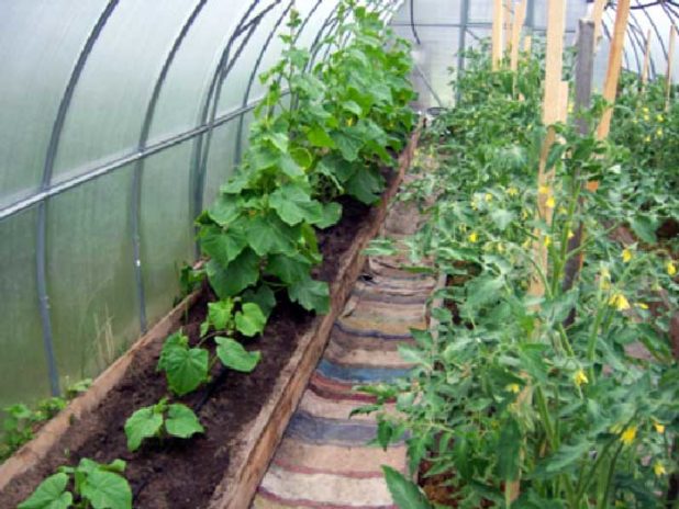 Как вырастить огурцы и помидоры в одной теплице? | огородник