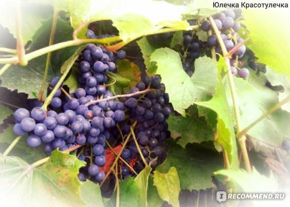 Виноград зимостойкий неукрывной сорт для подмосковья : самые морозостойкие сорта винограда: названия, фото, описание и характеристики