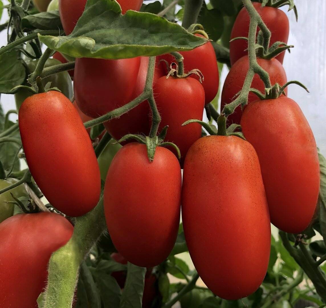 Какой сорт помидоров сладкий. Томат галакси ф1. Томат тепличный крупноплодный. Сибирские низкорослые сорта томатов. Томат тепличный Урожайный.