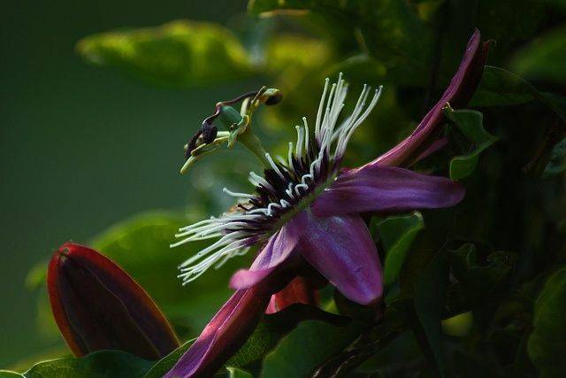 Цветок пассифлора: виды и сорта, посадка и уход в домашних условиях, фото