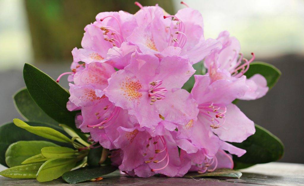 Ухаживание за азалия японская (rhododendron obtusum)