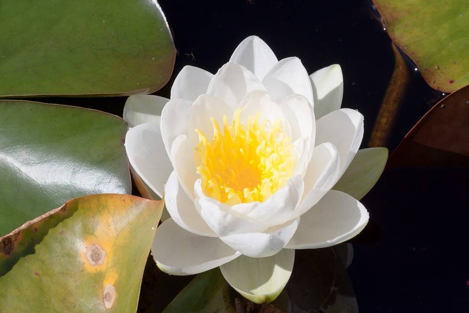 Кувшинка(водяная лилия): фото и описание растения