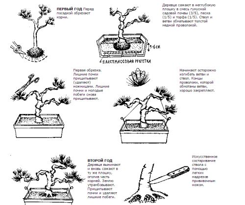 Бонсай из сосны схема