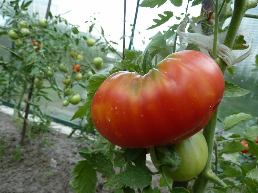 Почему помидоры не краснеют в теплице
