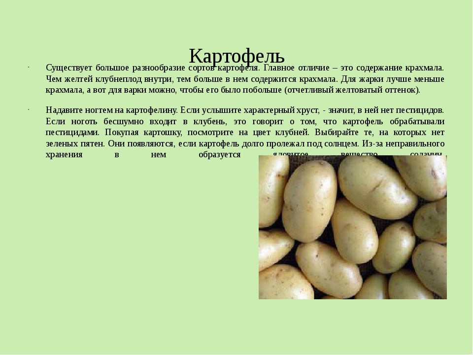 Сорт картофеля красавчик: фото, отзывы, описание, характеристики.