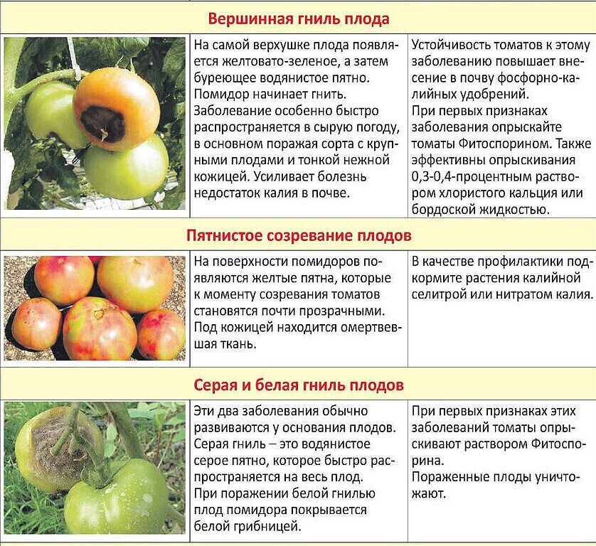Чем опасна вершинная гниль томатов в теплице и 4 признака заболевания
