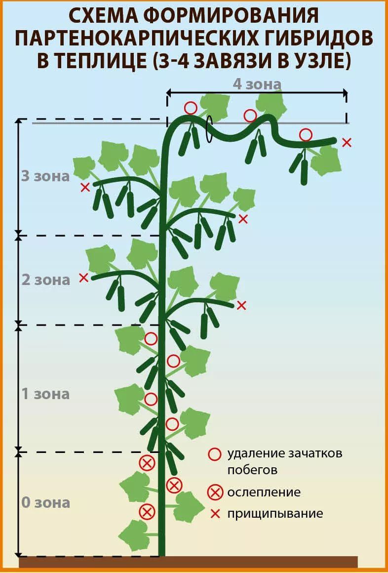 Схема формирования огурцов в открытом грунте фото