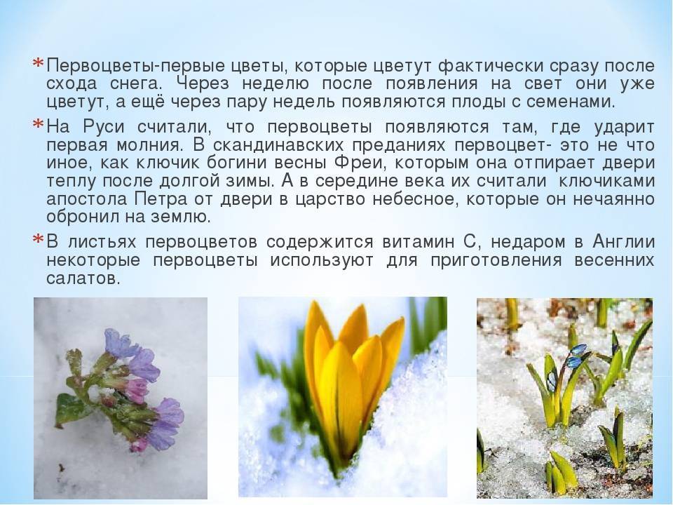 Первые цветы на основе описания фотографии опишите фотографию