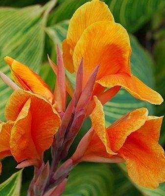 Цветок канна – размножение, посадка, уход