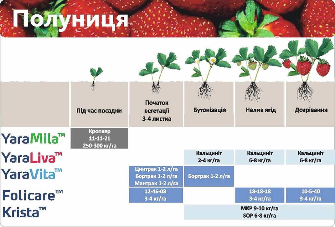 Схема удобрения ежевики малины в таблице