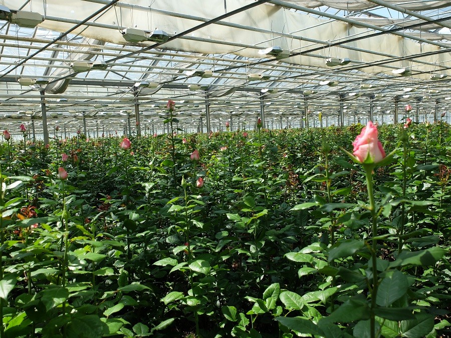 Выращивание роз в парнике: подробная инструкция для начинающих