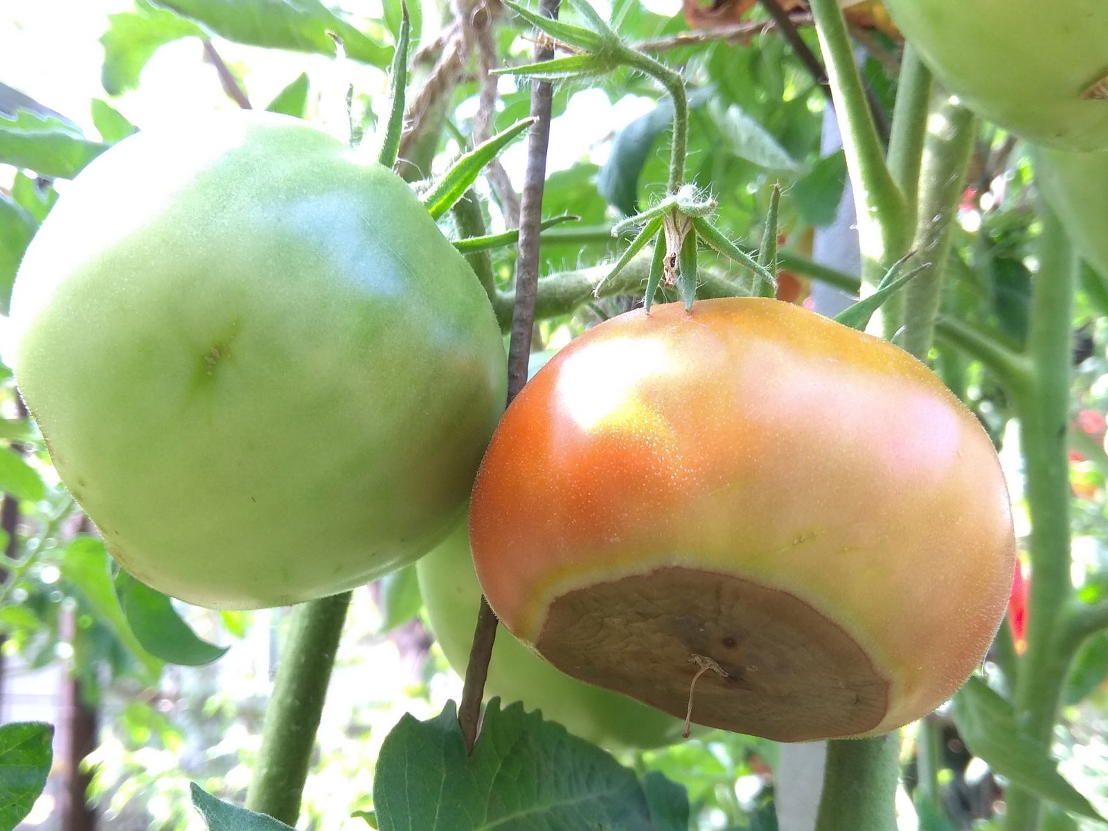 Вершинная гниль томатов в теплице: как бороться с заболеванием и спасти помидоры, причины возникновения, сорта помидоров устойчивые