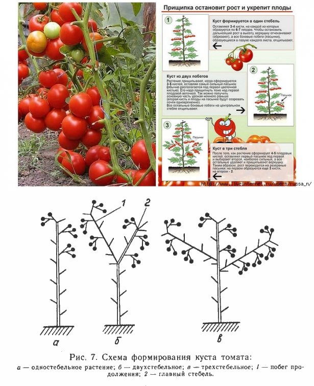 Как правильно формировать помидоры в 2 стебля в теплице фото