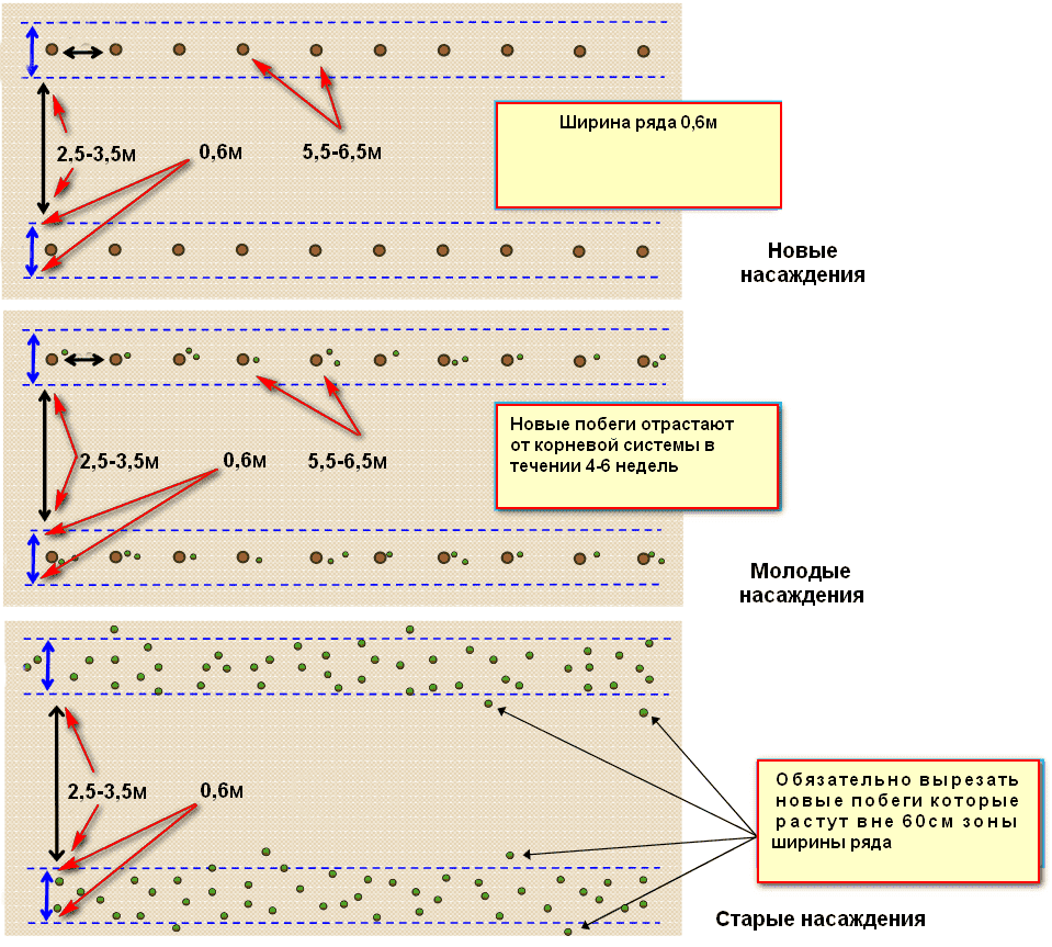 Схема посадки кустов малины