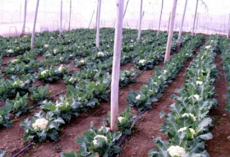 Особенности выращивания капусты в теплице