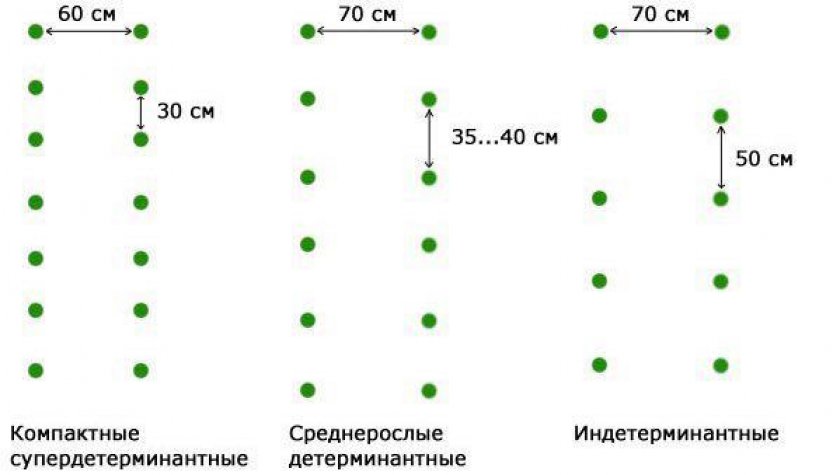 Схема посадки томатов в открытом грунте расстояние