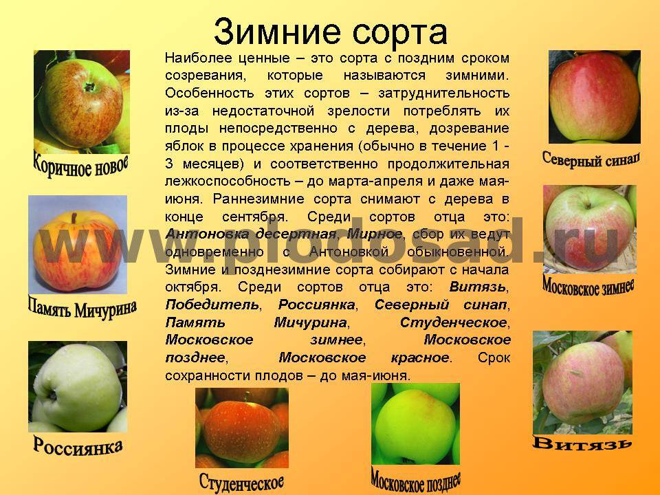 Лучшие сорта яблонь 2022 года: рейтинг вкусных, сладких яблок для средней полосы россии