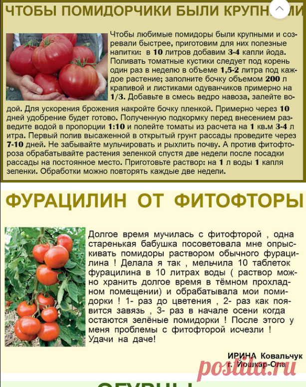 Подкормка томатов – в теплице, после высадки в грунт, во время цветения, плодоношения