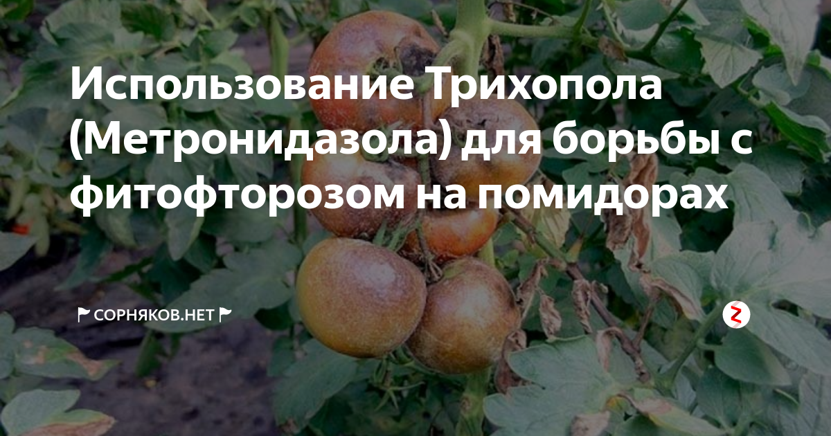 Фитофтора на помидорах - причины появления, способы борьбы и особенности профилактики (105 фото)