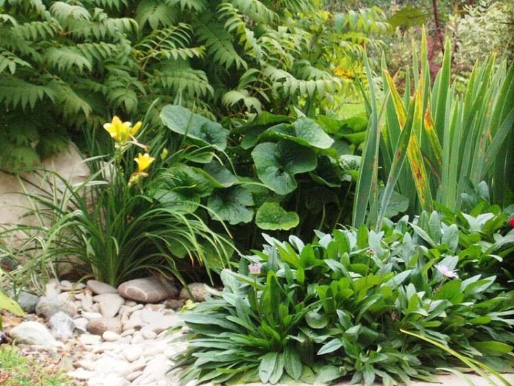 Лилейники в ландшафтном дизайне сада — сочетание с другими растениями