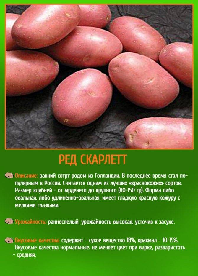 Картофель ред скарлет: описание сорта, выращивание, плюсы, минусы и отзывы огородников