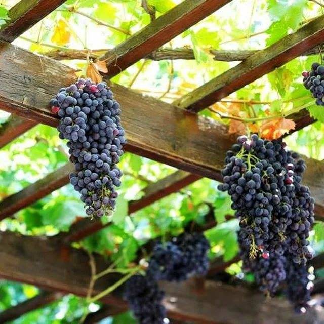 Как вырастить виноград в подмосковье в открытом грунте без теплицы