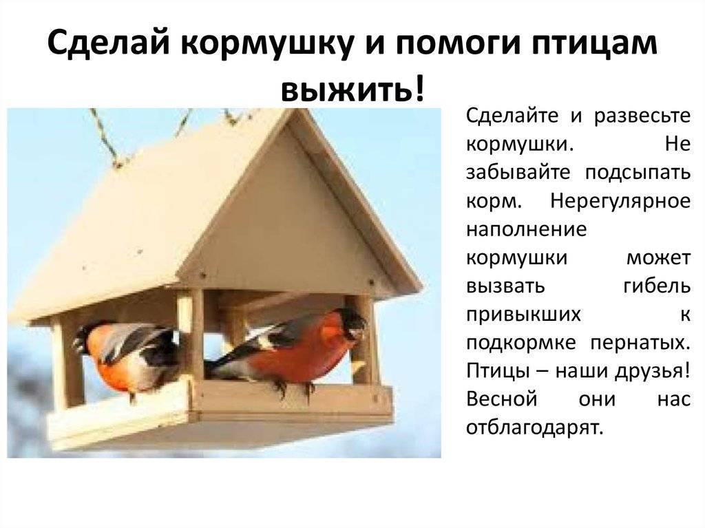 Кормушки для птиц: инструкции, фото и оригинальные идеи :: инфониак