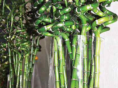 Бамбук: декоративный и обыкновенный, уход в домашних условиях, свойства и интересные факты, фото растения, применение