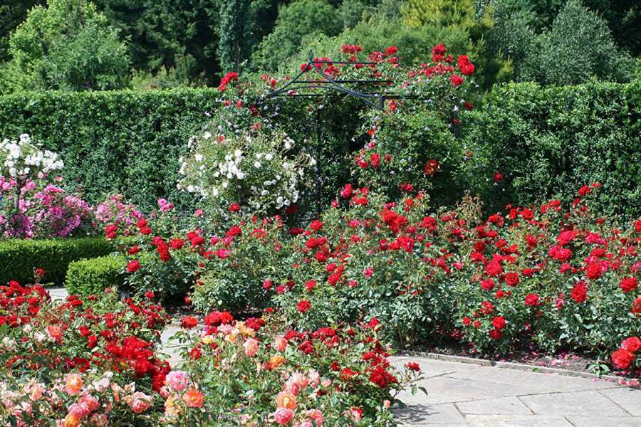 Розы: посадка, уход, выращивание в саду. сорта и виды роз.