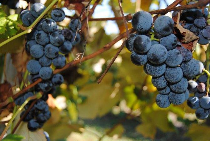 Лучшие сорта винограда для подмосковья с фото и описанием, посадка и уход