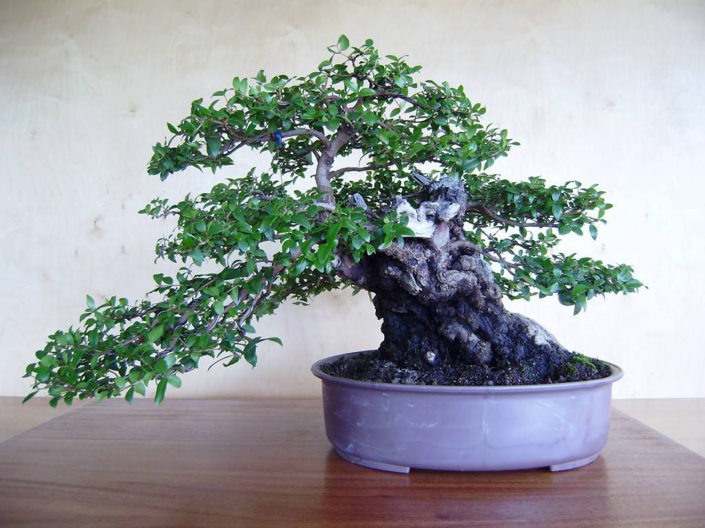 Мирт комнатное растение: уход в домашних условиях, описание и фото дерева