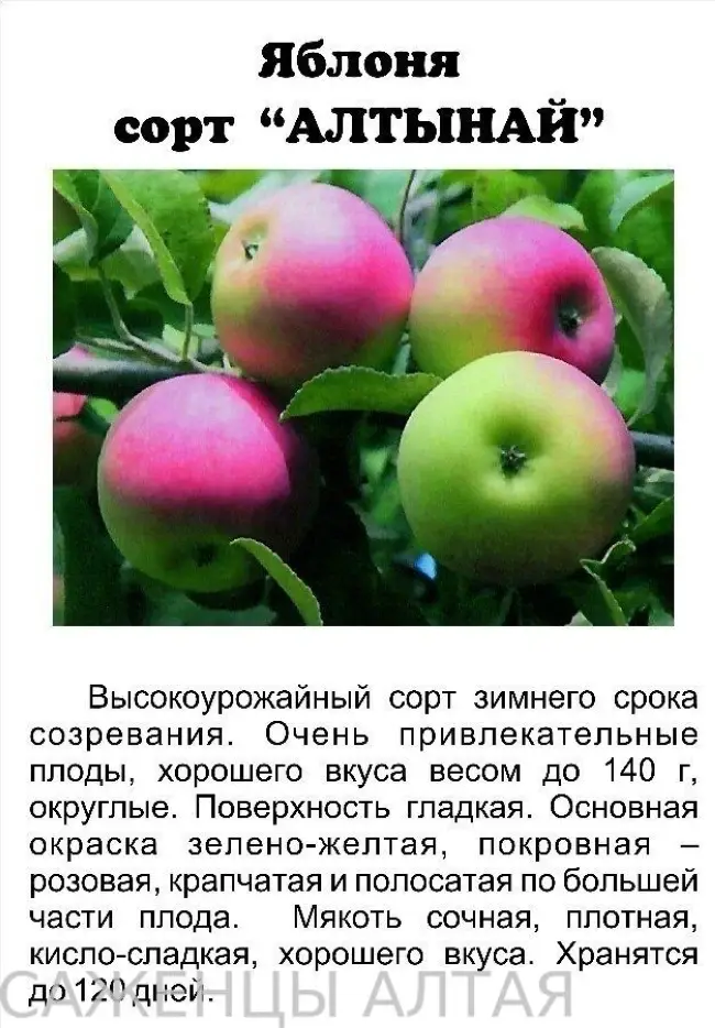 Сорта яблони для подмосковья: зимние, летние, сладкие, ранние, поздние, какие лучше сажать?