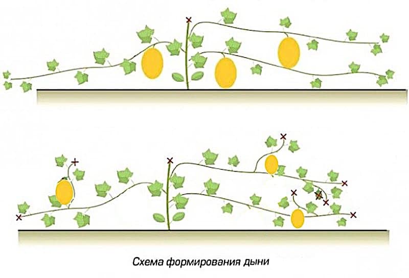 Выращивание дыни в теплице: посадка и уход, схемы
